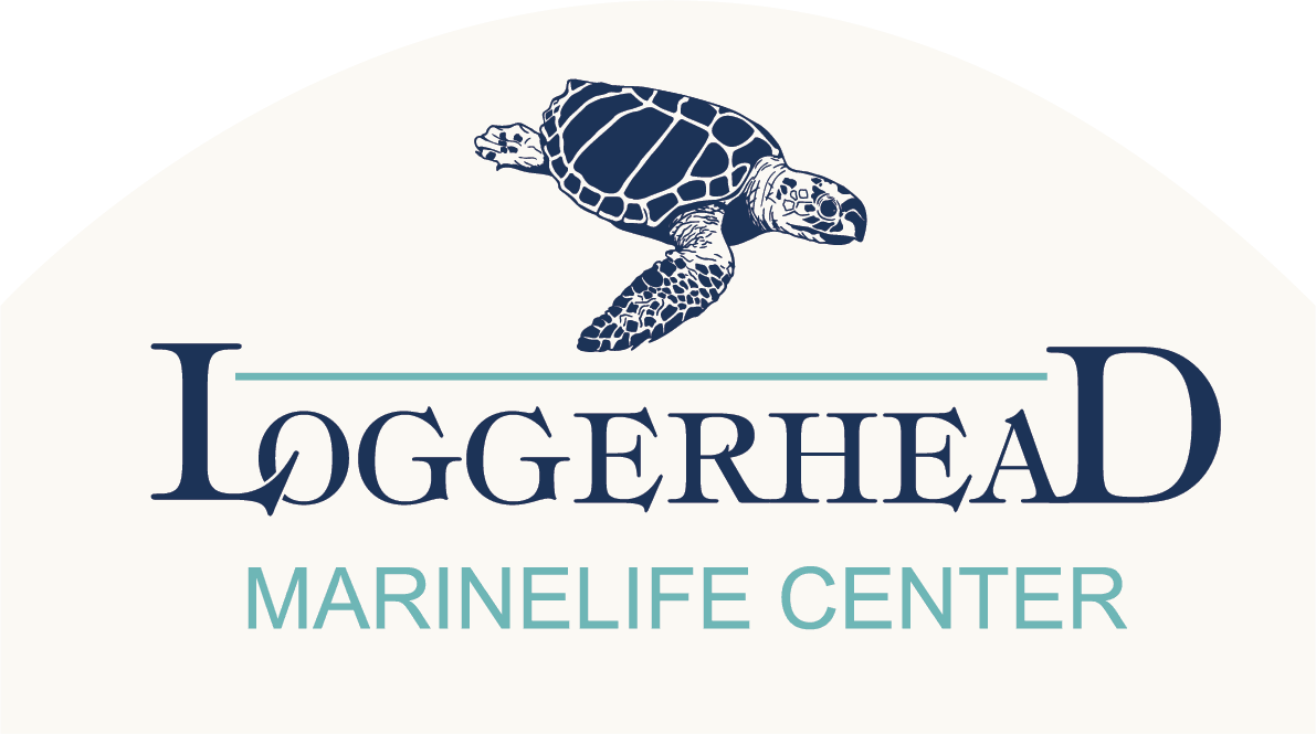 Loggerhead Marine Life Center